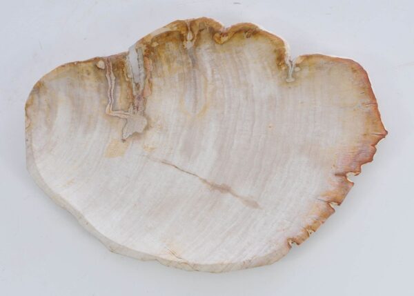 Plate petrified wood 41017b