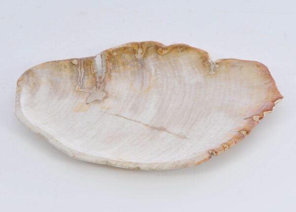 Plate petrified wood 41017b