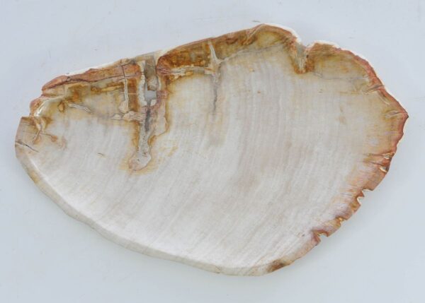Plate petrified wood 41017c