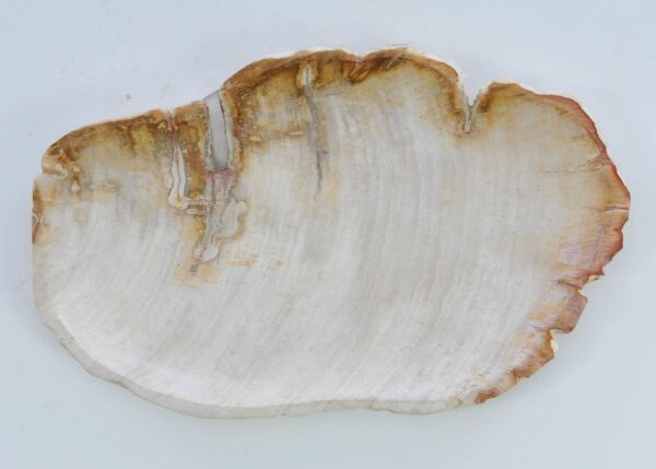 Plate petrified wood 41017d
