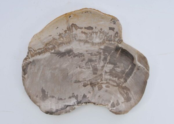 Plate petrified wood 41018b