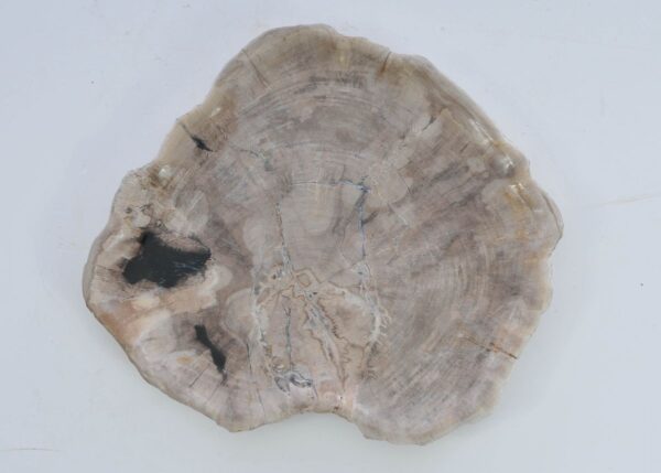 Plate petrified wood 41018c