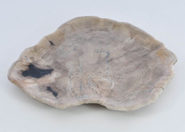 Plate petrified wood 41018c