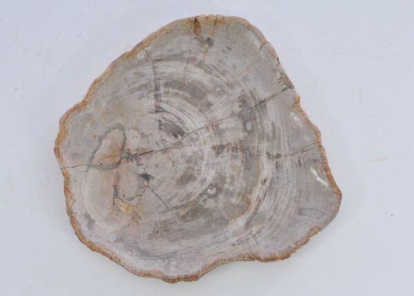 Plate petrified wood 41018e