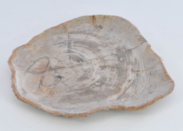 Plate petrified wood 41018e