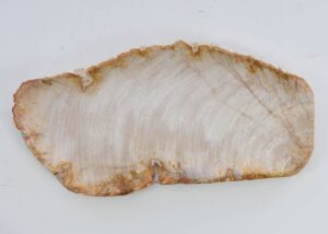 Plate petrified wood 41019a