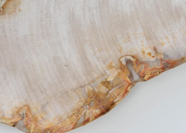 Plate petrified wood 41019a