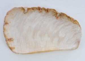 Plate petrified wood 41019d