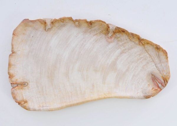 Plate petrified wood 41019e