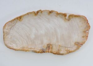Plate petrified wood 41019f