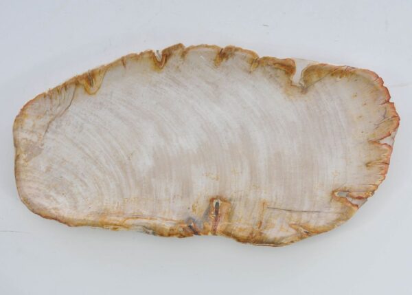 Plate petrified wood 41019f