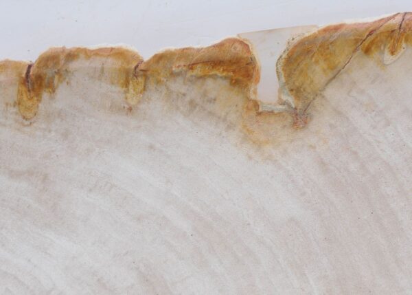 Plate petrified wood 41019f