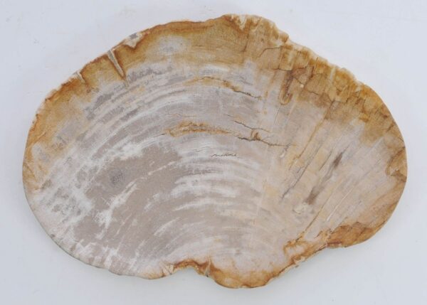 Plate petrified wood 41023k