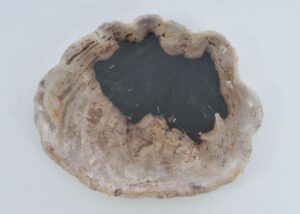 Plate petrified wood 41173