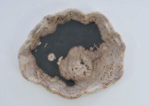 Plate petrified wood 41176