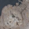 Plate petrified wood 41176