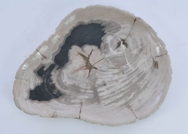 Plate petrified wood 41221e