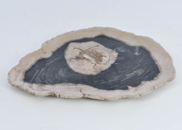 Plate petrified wood 41221i