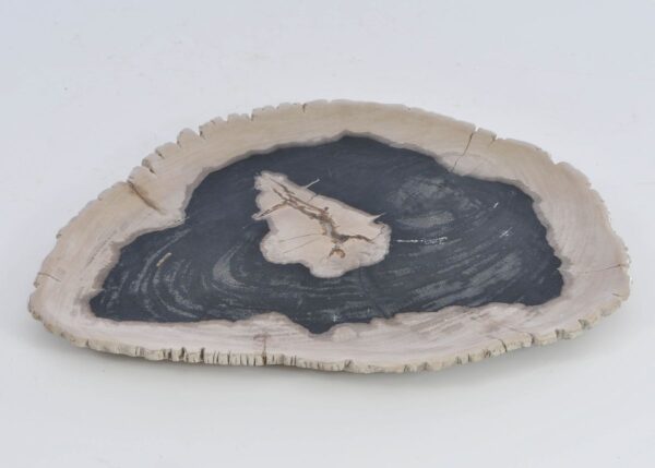 Plate petrified wood 41221j