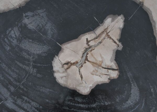 Plate petrified wood 41221o