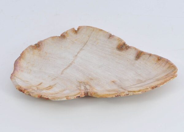 Plato madera petrificada 41017a