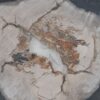 Plato madera petrificada 41221i