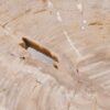 Table basse bois pétrifié 41146