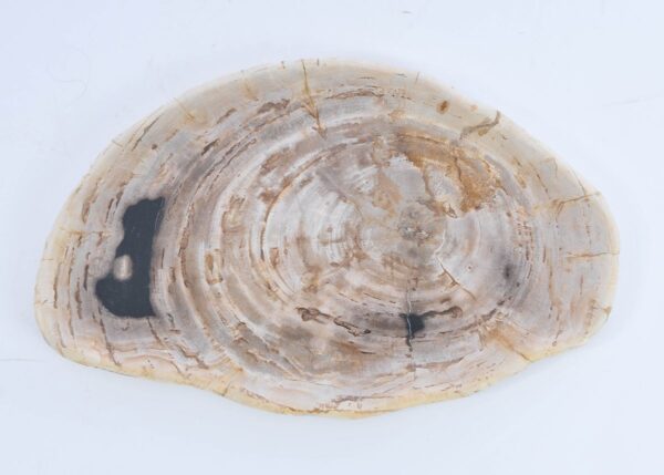 Teller versteinertes Holz 41009b