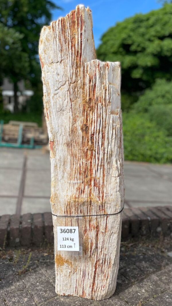 Grabstein versteinertes Holz 36087