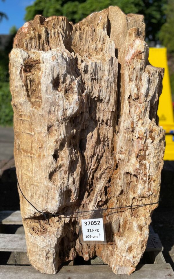 Grabstein versteinertes Holz 37052
