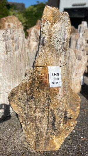 Grabstein versteinertes Holz 38443