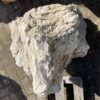Grafsteen versteend hout 19027