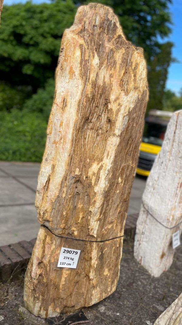 Grafsteen versteend hout 29079