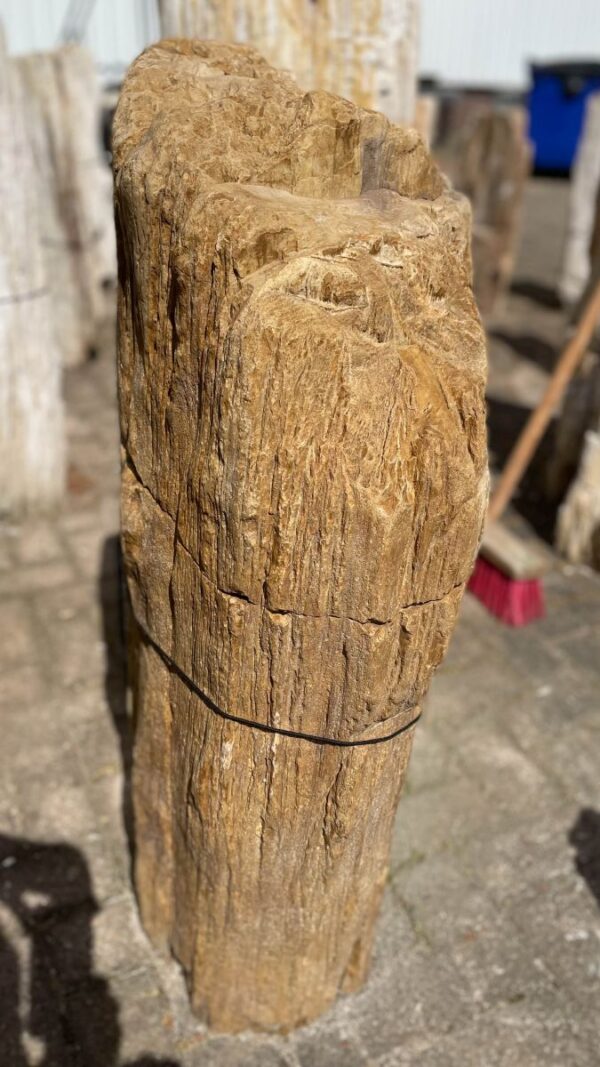 Grafsteen versteend hout 35011