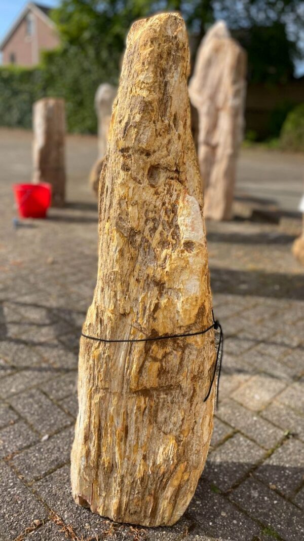 Grafsteen versteend hout 35037