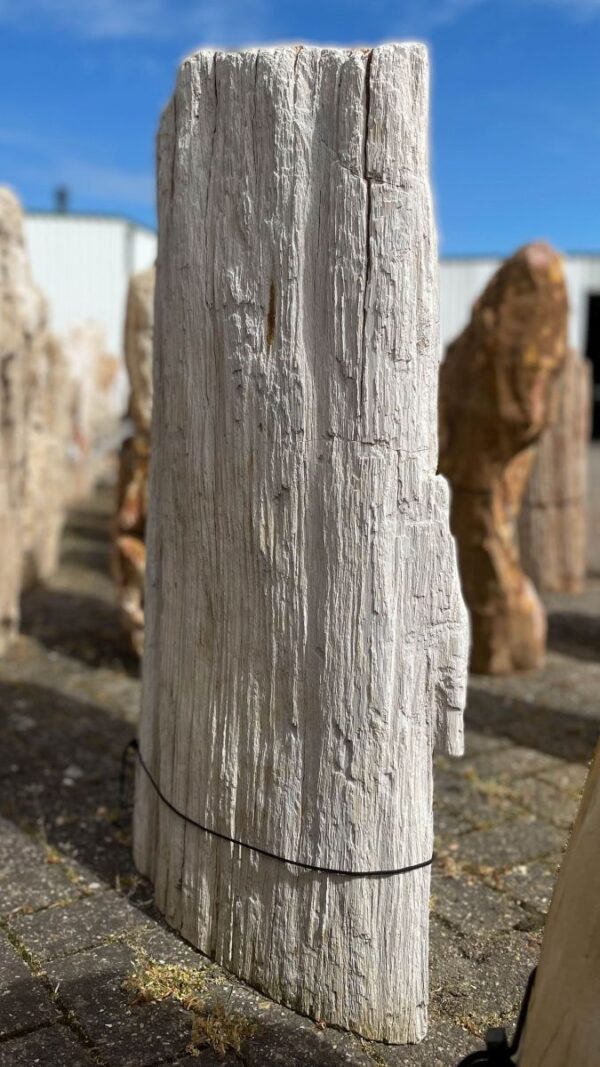Grafsteen versteend hout 35051