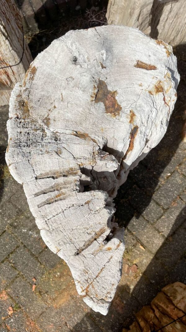 Grafsteen versteend hout 35051