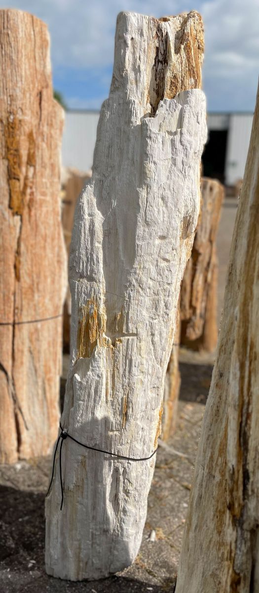 Grafsteen versteend hout 36068
