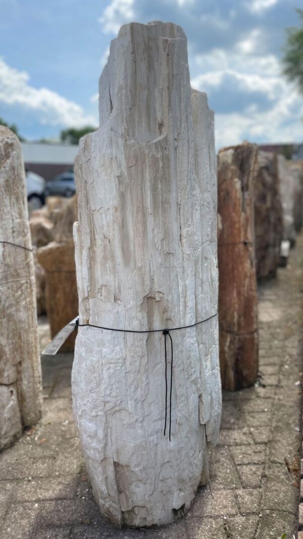 Grafsteen versteend hout 36071