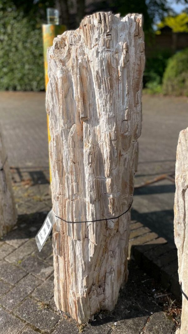 Grafsteen versteend hout 36080