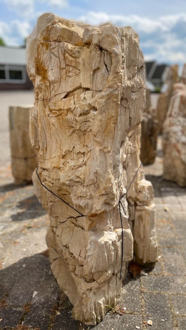 Grafsteen versteend hout 36083