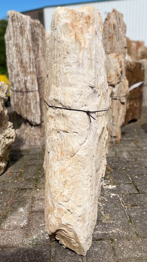 Grafsteen versteend hout 36084