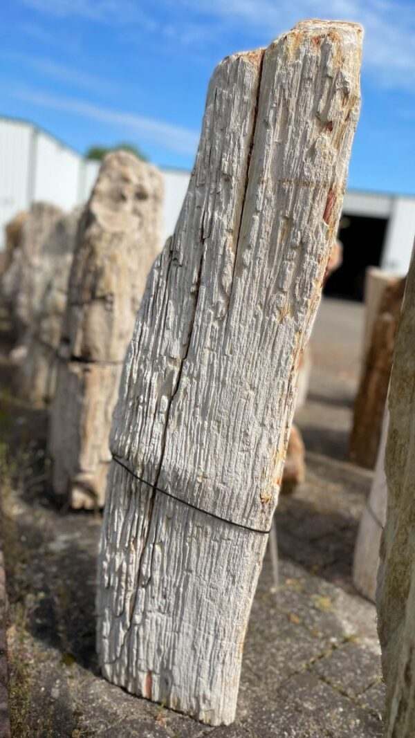 Grafsteen versteend hout 36087