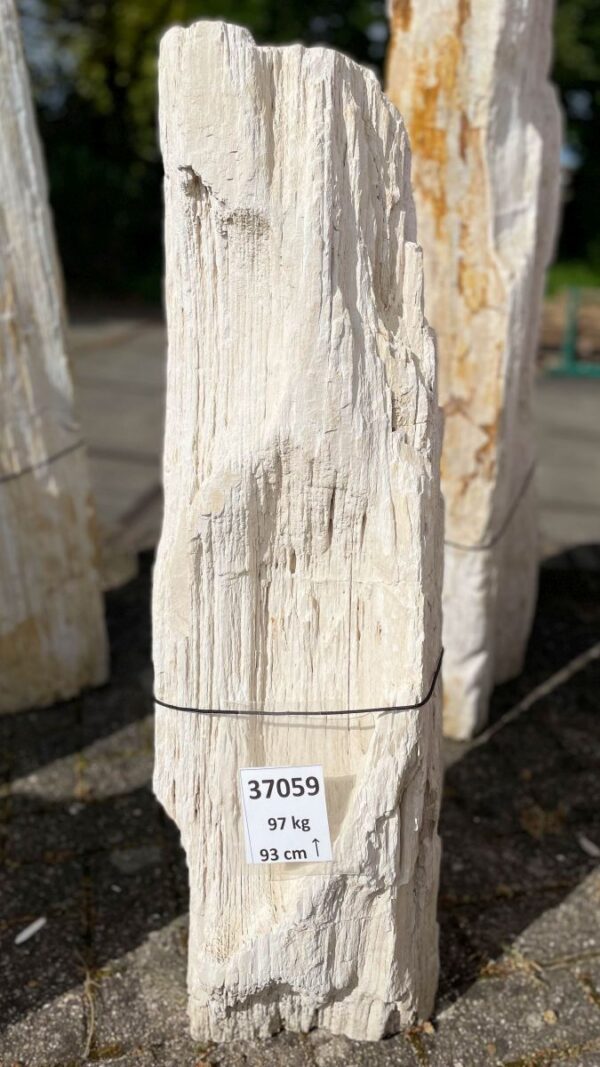 Grafsteen versteend hout 37059