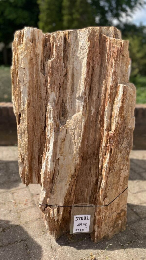 Grafsteen versteend hout 37081