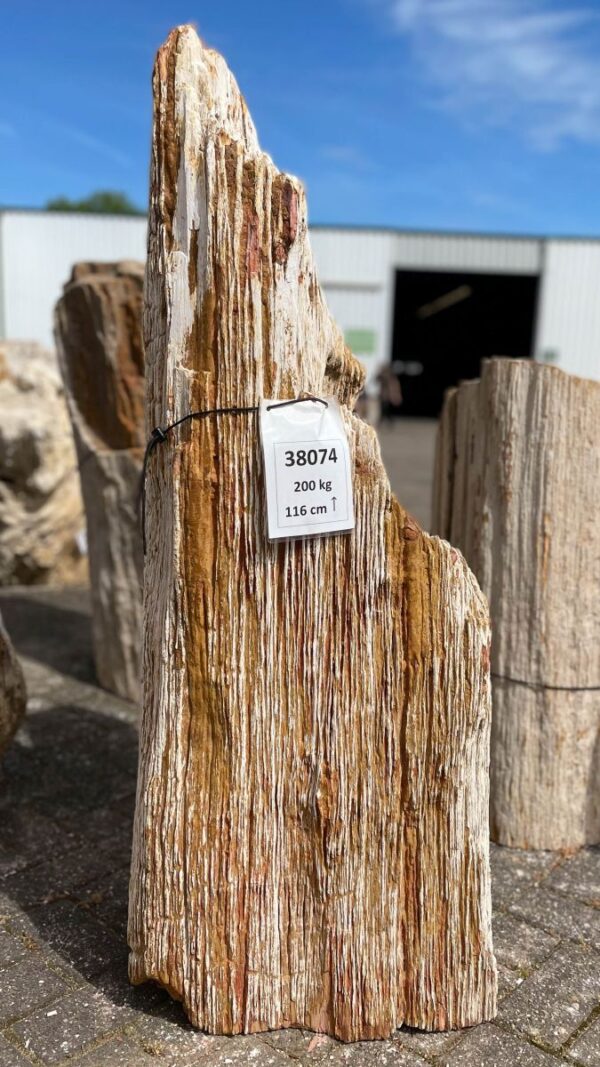 Grafsteen versteend hout 38074
