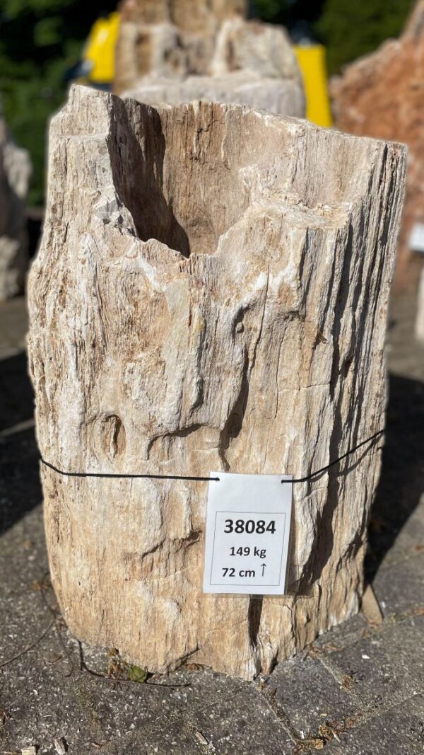 Grafsteen versteend hout 38084