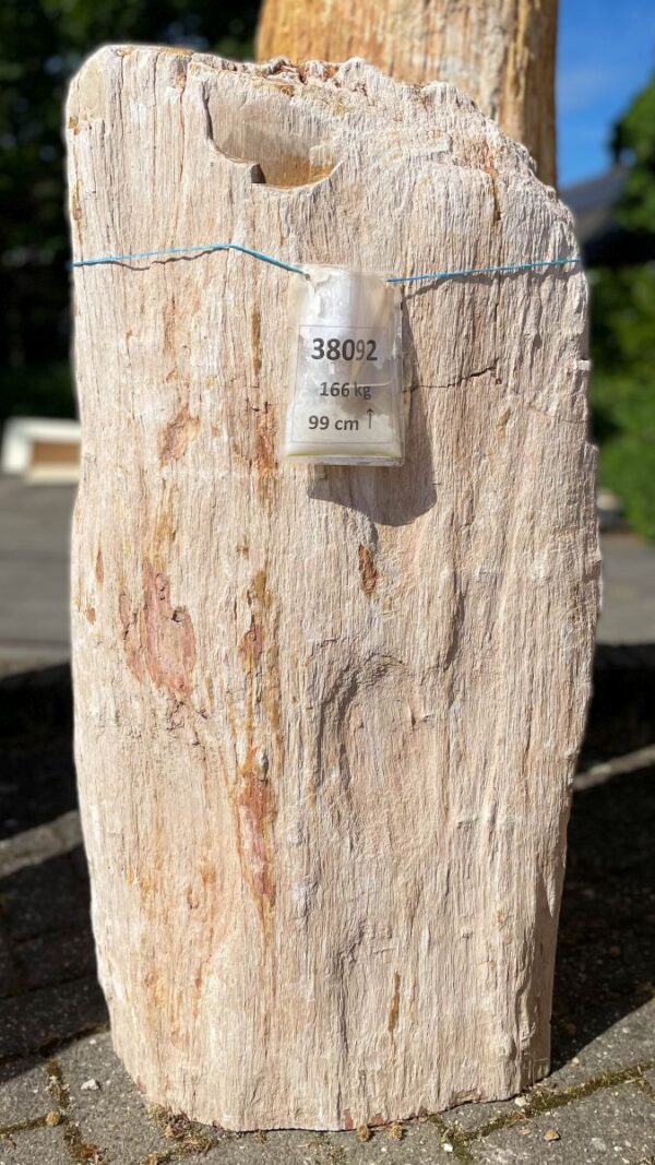 Grafsteen versteend hout 38092