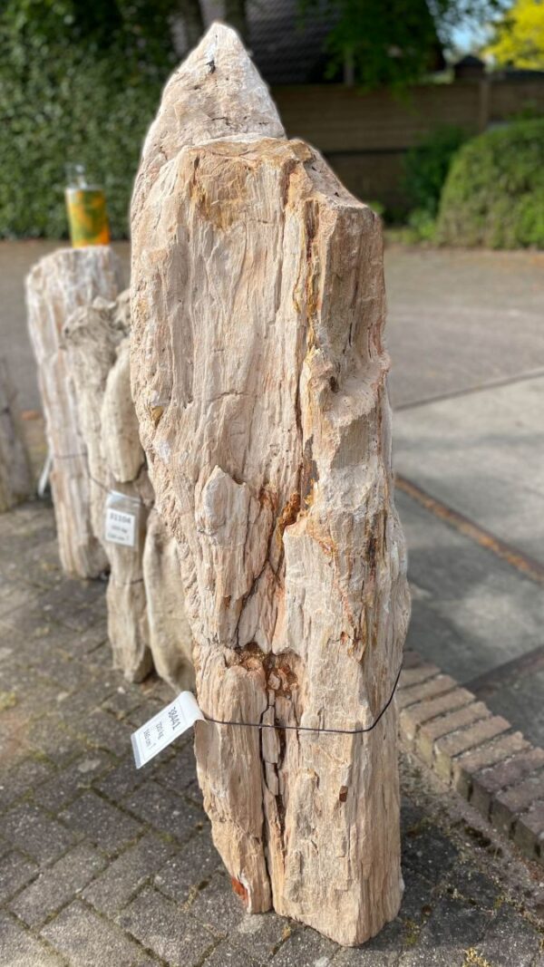 Grafsteen versteend hout 38441