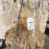 Grafsteen versteend hout 38443